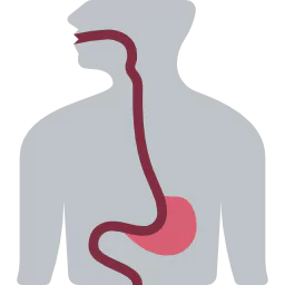 Better Digestion & Nutrient Absorption